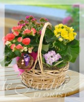 European Blooming Basket - Live Plants Flower Arrangement | Le Jardin Florist