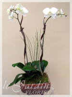 Imperial Orchid Plant Arrangement