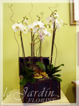 Five Stems Orchids Collection by Le Jardin Florist