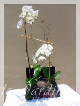 Double Stem Orchids Arrangement in Le Jardin Treasure Chest Container