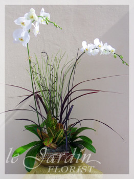 Orchids and Live Plants | Le Jardin Florist Signature Arrangement